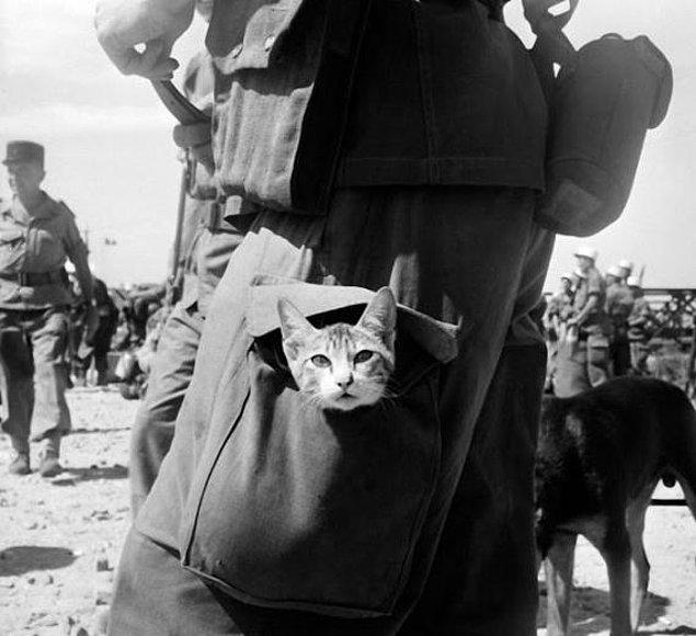 7. Fransız Ordusu, Güneydoğu Asya 1956