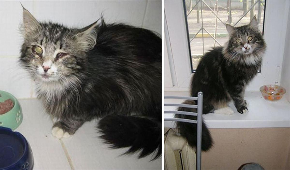 Подобрали котенка с улицы. Бездомные котята до и после. Котята до и после. Подобранные котята до и после. Котенок с улицы до и после.