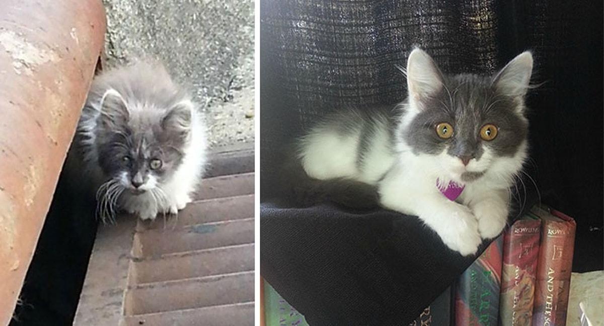 Котенок подобранный с улицы. Котенок с улицы до и после. Кошки которых подобрали на улице. Подобранный котенок. Бездомные кошки до и после.