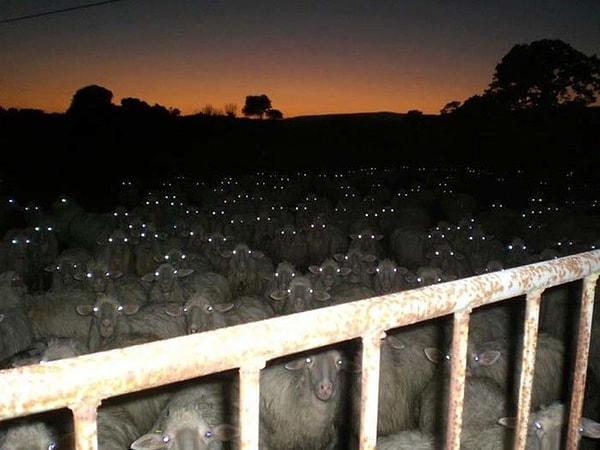 12. Koyunlara o kadar masum bakamayacağım artık