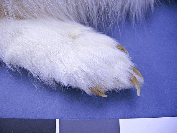 2. Pençeleri vahşi köpeklere özgü kalın tüy tabakası ile kaplıdır, bu tavşan ayağı olarak adlandırılır.
