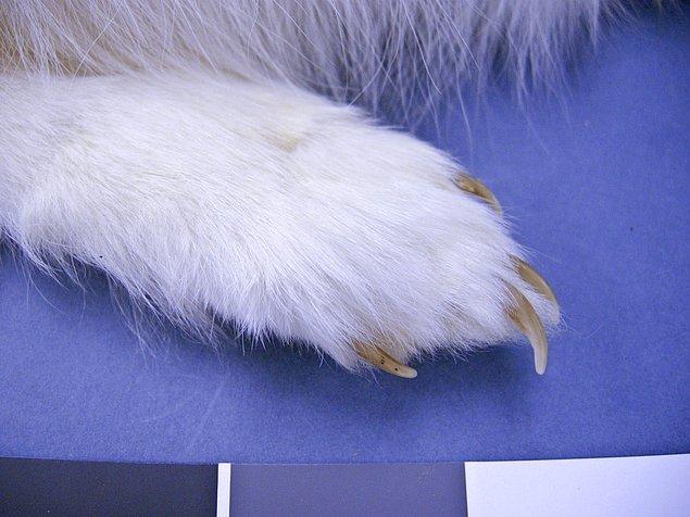 2. Pençeleri vahşi köpeklere özgü kalın tüy tabakası ile kaplıdır, bu tavşan ayağı olarak adlandırılır.