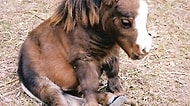 Dünyanın En Küçük Atının Sizde Kalp Sıkışması Etkisi Yaratacak 10 Fotoğrafı