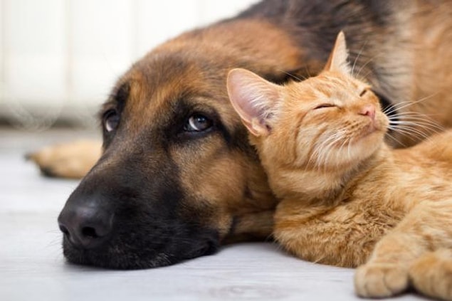 3. Kediler aslında köpeklerle yaşayabilir.