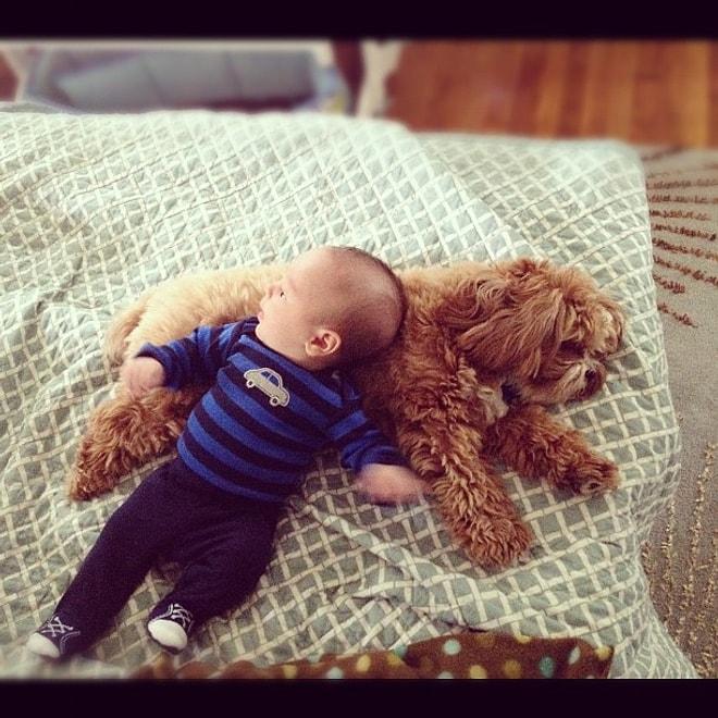 Köpekler ve Bebeklerin Muhteşem Dostluğu