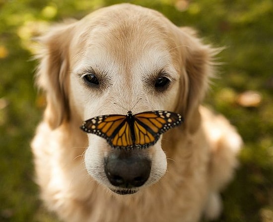 Golden Retriever'ın Her Haliyle Sevimli Olduğunu Kanıtlayan 23 Şahane Fotoğraf