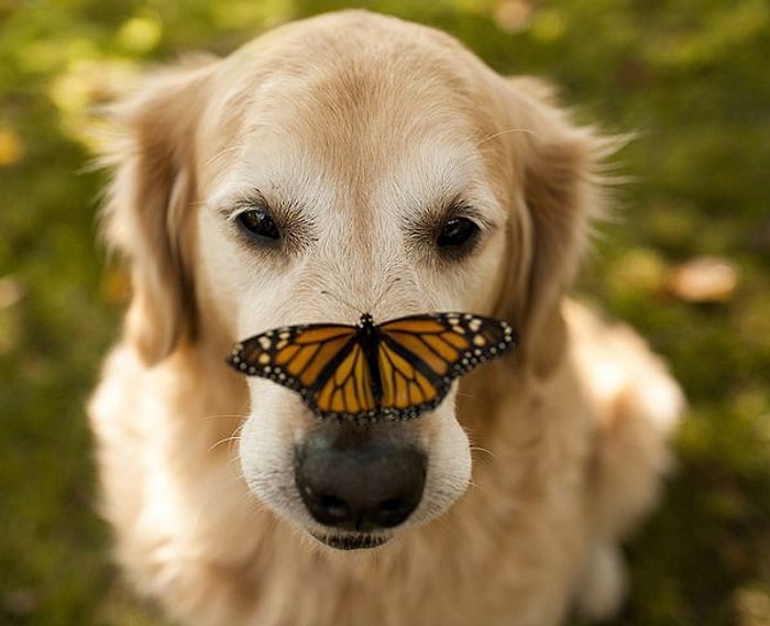 Golden Retriever'ın Her Haliyle Sevimli Olduğunu Kanıtlayan 23 Şahane Fotoğraf