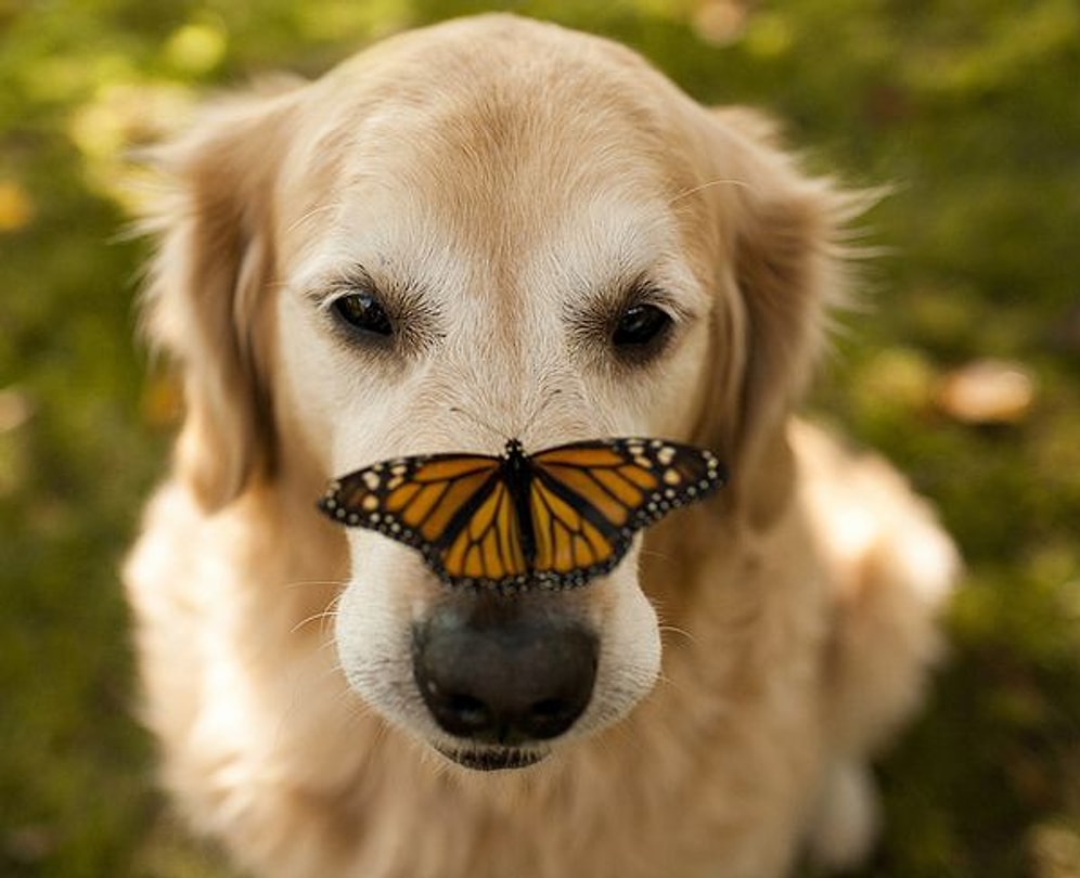 Golden Retriever'ın Her Haliyle Sevimli Olduğunu Kanıtlayan 23 Şahane Fotoğraf