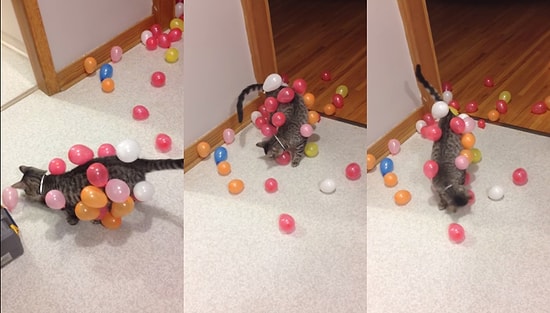 Üzerine Yapışan Balonlarla Hediye Paketine Dönen Sevimli Kedi