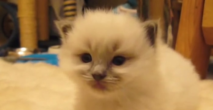 Kafasını Taşımakta Zorlanan Uykucu Kediye Merhaba Deyin!