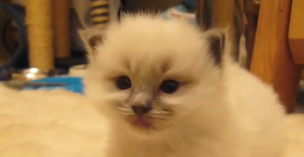 Kafasını Taşımakta Zorlanan Uykucu Kediye Merhaba Deyin!