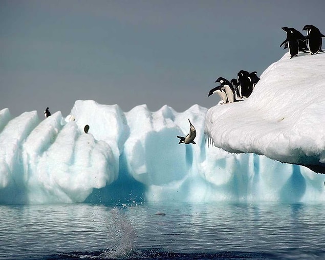 Uçan Penguen Şakası