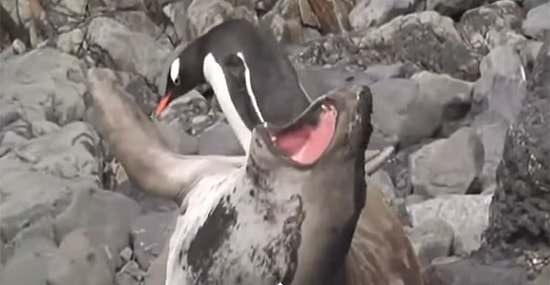 Dikkat!: Penguen Nasırına Bastı