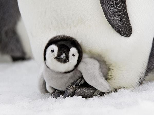18. Annesinin dizinin dibinden ayrılmayan bebek penguen