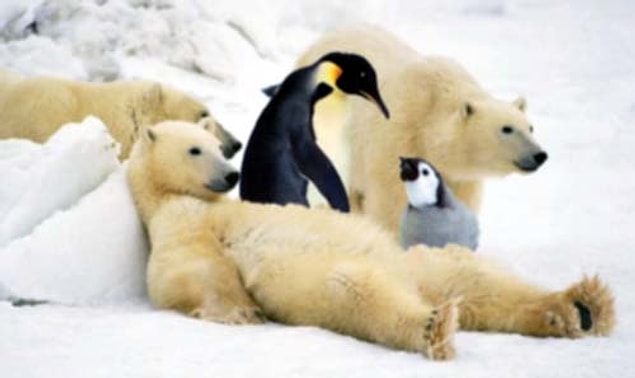 Kutup ayıları kutuplarda neden penguen yemezler?