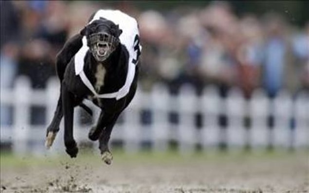2. Greyhound (Tazı) !