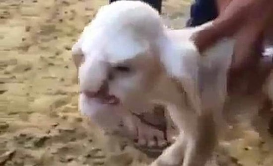 İnsan Yüzüyle Doğan Talihsiz Kuzu