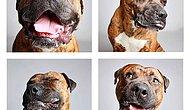 Sahipsiz Köpeklerin Yeni Bir Yuva Bulma Şansını Yüzde 90 Arttıran Fotoğraf Projesinden Kareler
