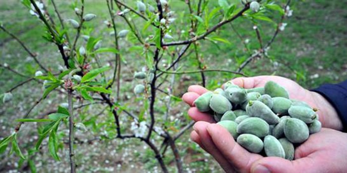 9 Maddede Çağla Bademin Bize Öğrettikleri