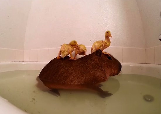 Kapibara ve Yavru Ördeklerin Sevimli Su Keyifleri