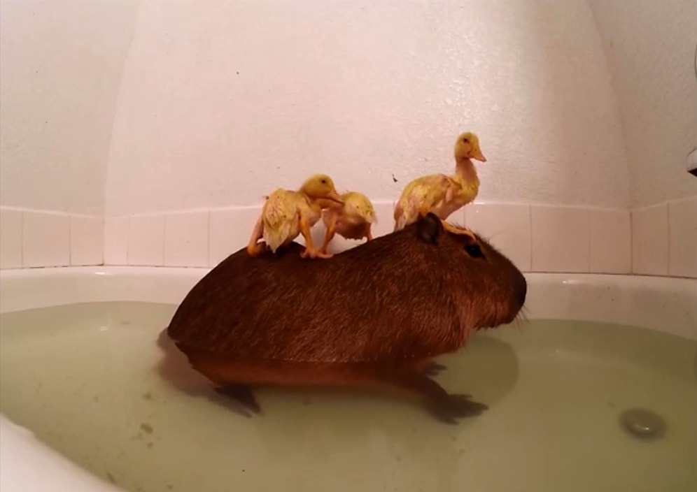 Kapibara ve Yavru Ördeklerin Sevimli Su Keyifleri