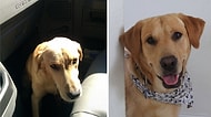 Ölümün Kıyısındayken Kurtarılıp Yeni Bir Hayata Kavuşturulan Köpeklere Ait 22 Etkileyici Fotoğraf