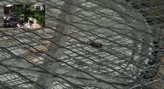 Elektronik Sinek Öldürücü Raket Bir Sineği Nasıl Öldürür?