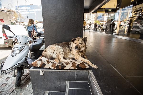 5. Bağdat Caddesi’nde metrekare başına 3 tatlış köpek düşmektedir.