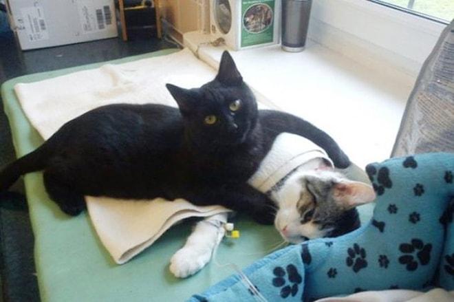 Hayvan Hastanesinde Yatan Arkadaşlarına Tek Tek Refakatçilik Yapan Kedi; Radamenes