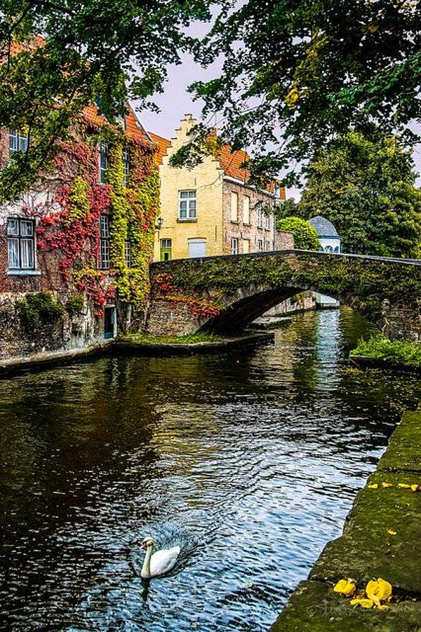 9. Lone Swan, Bruges, Belçika