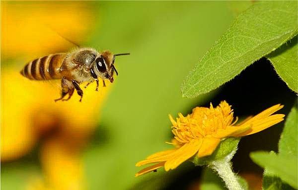 Yarım kilo bal yapabilmek için arılar iki milyondan fazla çiçekten bitki özü toplamak zorundadırlar.