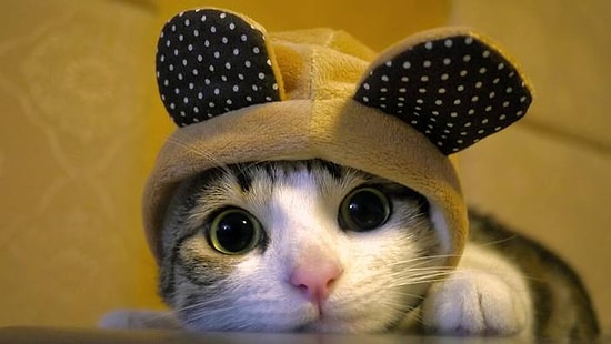 Kedilerin Giderek İnsanlara Benzemeye Başladığının Kanıtı 15 GIF