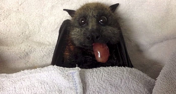 Yarasalara Bakışınızı Değiştirecek Derecede Masumca Üzüm Yiyen Yarasa