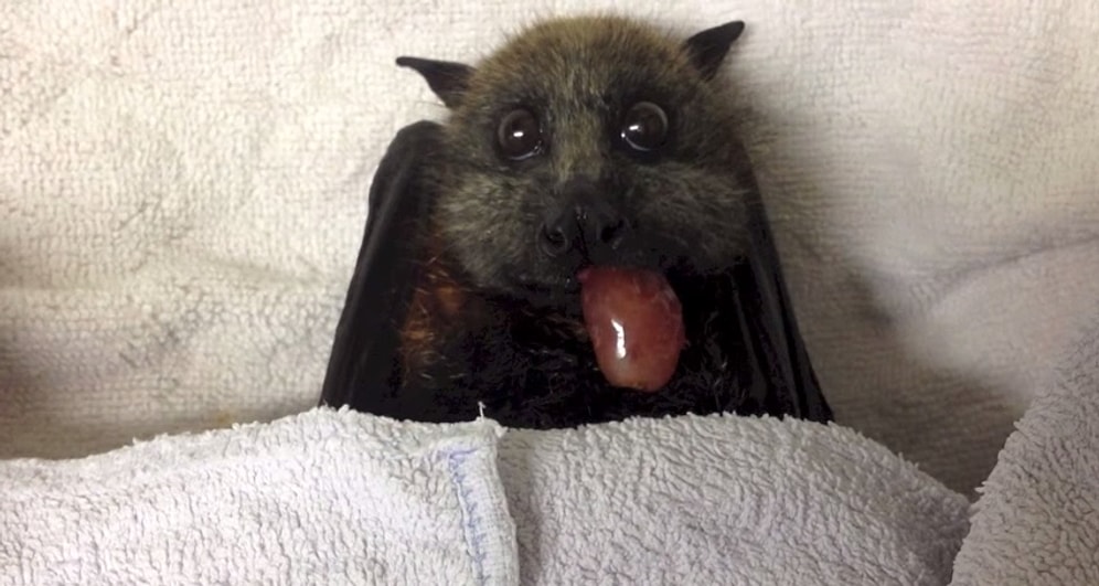 Yarasalara Bakışınızı Değiştirecek Derecede Masumca Üzüm Yiyen Yarasa