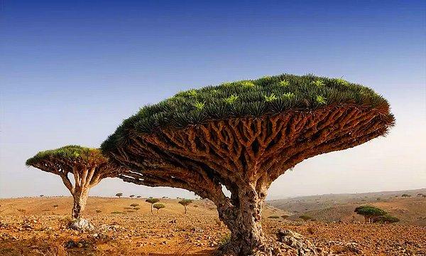 17- Ejderha Kanı Ağaçlarının Bulunduğu Yemen