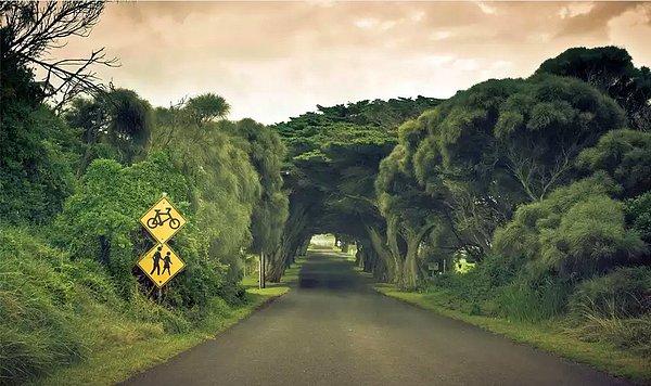 20- Avustralya'daki Maluhia Yol ve Ağaç Tüneli