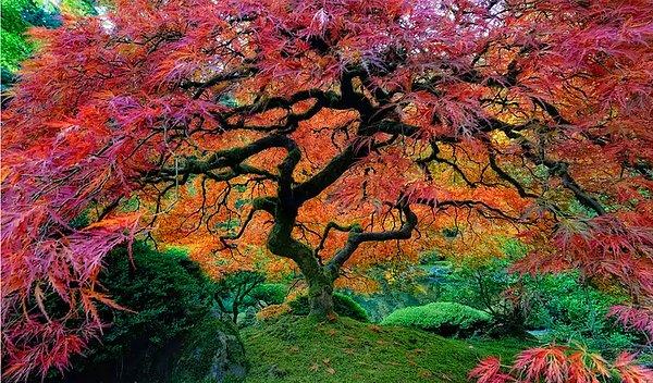 23- Washington Park'ın İçinde 5.5 dönümlük (22.000 m²) Yer Kaplayan Japon Bahçesi Ağaçları