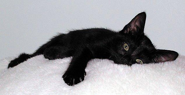 15. Dünyanın aksine Japonya'da kara kedilerin iyi şans getirdiği düşünülür.
