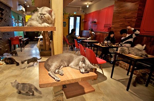 9. Japonya'da hem kahve içebileceğiniz hem de kediler ile vakit geçirebileceğiniz mekanlar mevcuttur.
