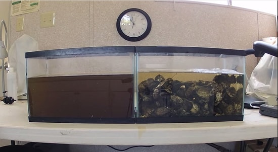 İstridyelerin Kirli Suyu Filtreleyip Temizlemesi