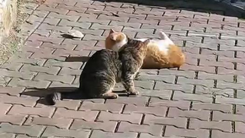 Sinirlenince Boynu Tutulan Psikopat Kedi