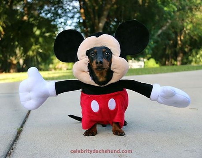 Mickey Mouse Kostümü ile Sevimlilik Patlaması Yaşayan Köpek