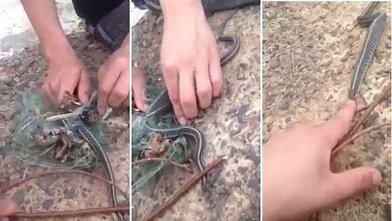 Çalıların Arasına Sıkışan Yılanın Kurtarıcılarına Hediyesi