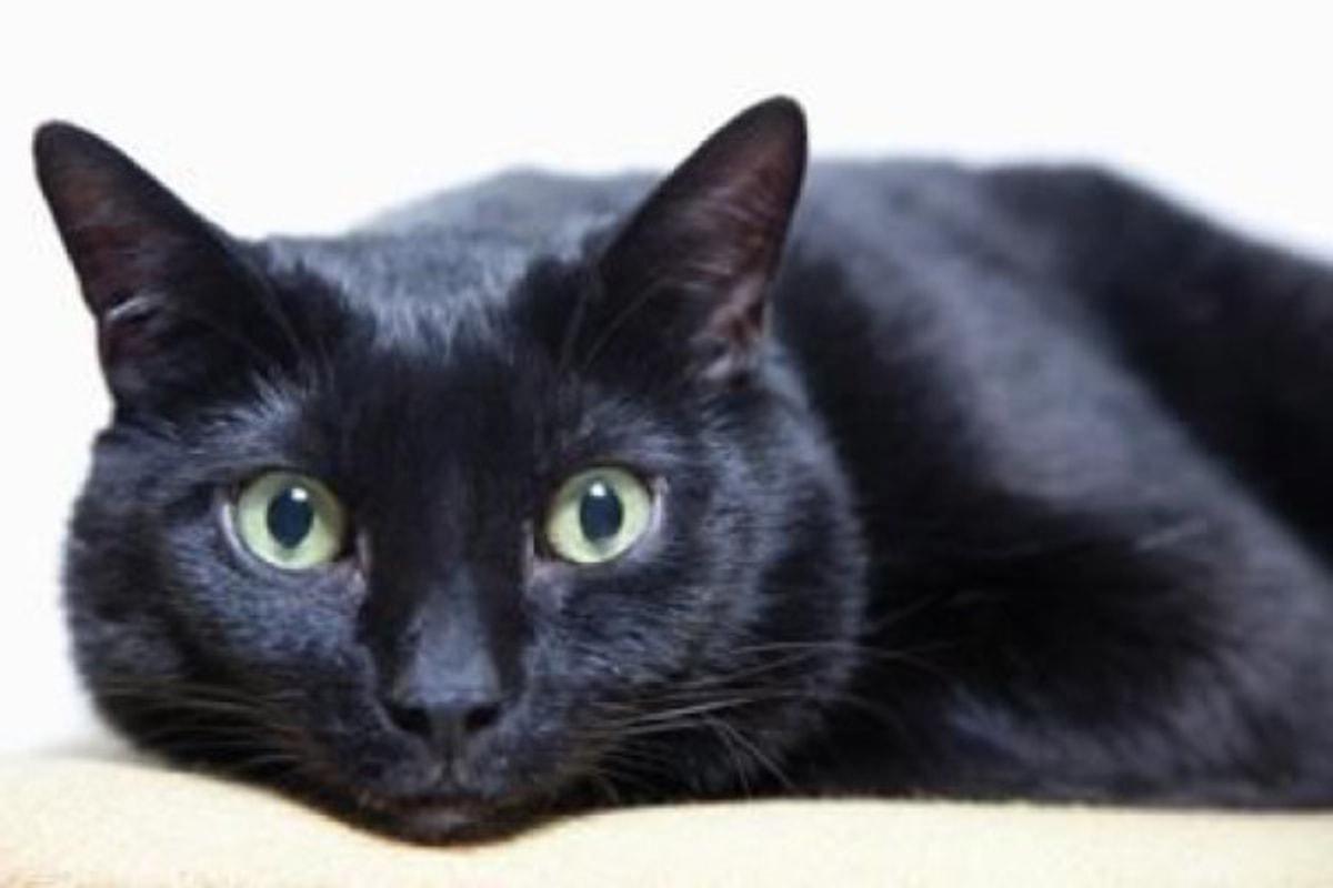 Черная кошка содержание. Бомбейская кошка. Чёрная кошка порода Бомбейская. Порода кошек Бомбейская кошка. Бомбейский черный кот.
