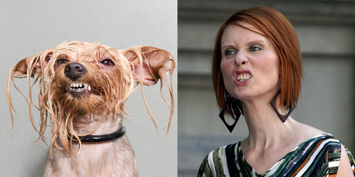 Собаки похожие на людей. Фрэнк галлагер похож на собаку. Собаки которые похожи на людей. Собака похожая на бабушку. Собаки которые похожи на людей.