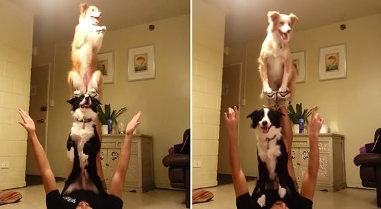 Köpeklerden Akrobatları Kıskandıracak Denge Performansı