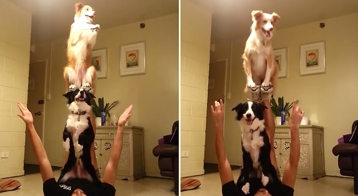 Köpeklerden Akrobatları Kıskandıracak Denge Performansı