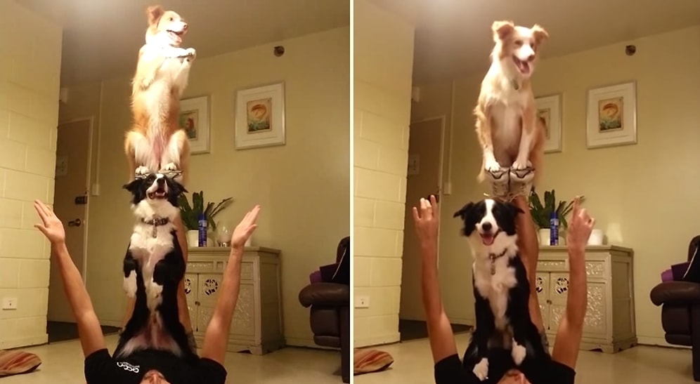 Köpeklerden Akrobatları Kıskandıracak Denge Performansı