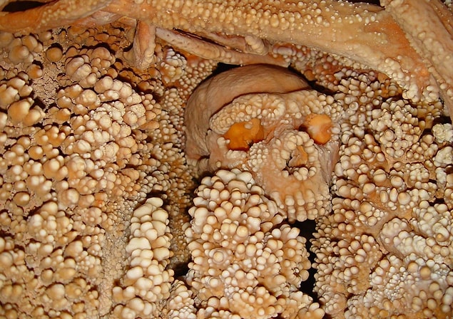 10. Altamura Adamı En Eski Neandertal DNA Örneğini Sağladı