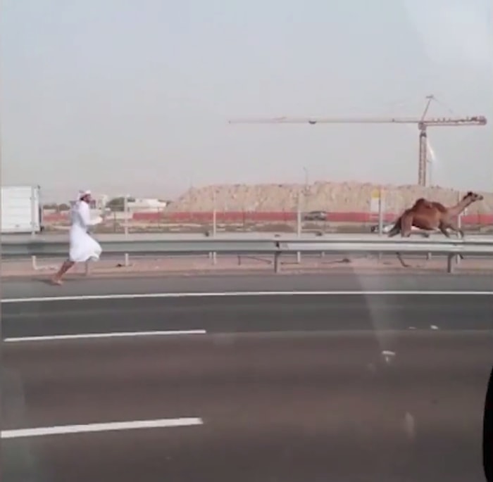 Sadece Abu Dabi'de Görebileceğiniz Bir Olay